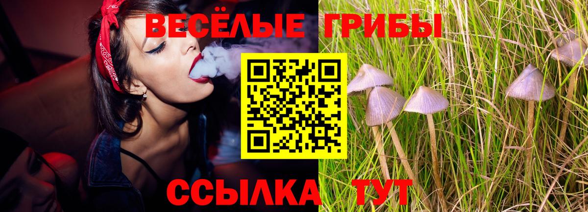 Галлюциногенные грибы Psilocybine cubensis Славгород